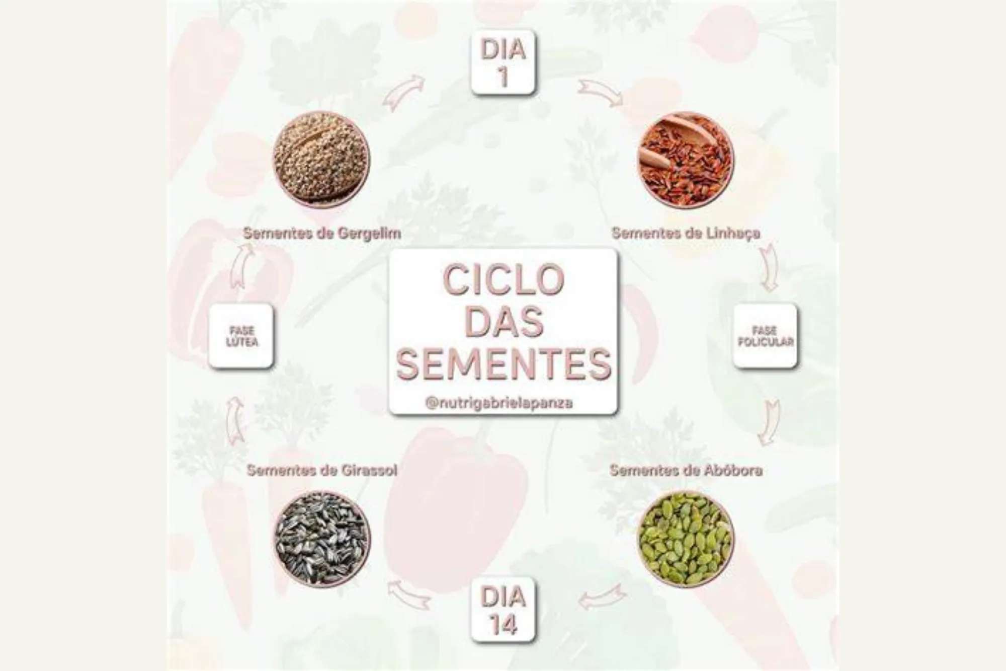 Equilíbrio hormonal feminino – CICLO DAS SEMENTES